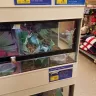 PetSmart - chameleon