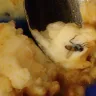 Popeyes - dead fly in the family size mashed potatoes