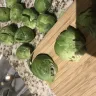 Costco - brussels sprouts are inedible, all full of holes from bugs