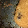 Foster Farms - frozen chicken nuggets and feces!?