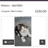 Gumtree - kitten bought