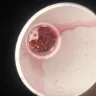 Sonic Drive-In - jolly rancher candy slush