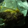 Steak 'n Shake - night staff cooks/wrong orders/improperly prepared burgers